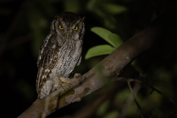 Choliba-Kreischeule (Tropical screech owl)
Costa Rica