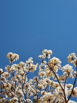 blossom in spring