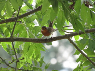 robin on a branch