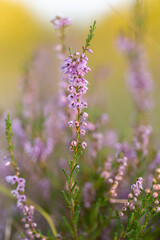 Calluna vulgaris (common heather, ling, heather) is a flowering plant family Ericaceae. Blooming wild Calluna vulgaris (common heather) in the evening light. Honey plant Calluna vulgaris.