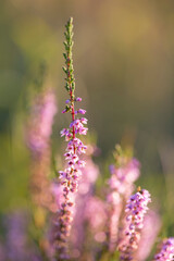 Calluna vulgaris (common heather, ling, heather) is a flowering plant family Ericaceae. Blooming wild Calluna vulgaris (common heather) in the evening light. Honey plant Calluna vulgaris.