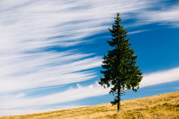 Pine tree on a background of blue sky