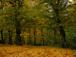 Autumn forest trees nature beauty