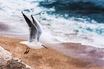 Fototapeta na wymiar Little bird near the sea