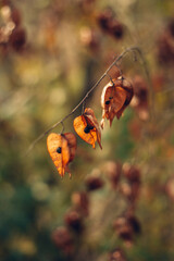 Golden Rain Tree Branch Seed Pods