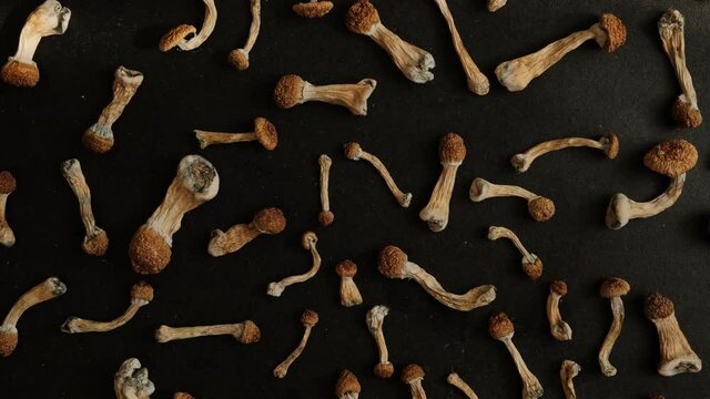 Mushrooms micro-dosing. Psilocybin shrooms layout on black background. Psychedelic dark pattern, magic trip concept. Alternative therapy, depression relief. Top view, flat lay.