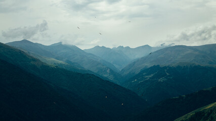 Naklejka premium Birds of prey circling over the meadow in the Caucasus Mountains