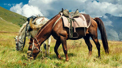 Horses graze on the background of the mountains