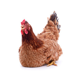 Small brown chicken.