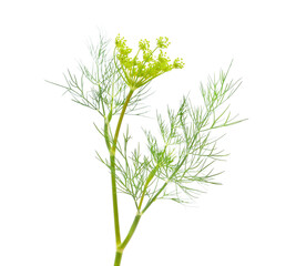 Bunch of green dill.