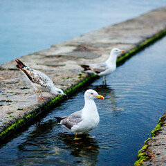 Seagull in the water canal
