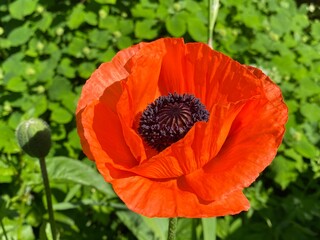red poppy flower