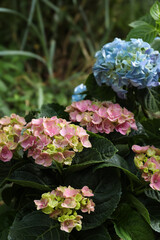 Blooming hortensia plants with beautiful flowers outdoors, closeup