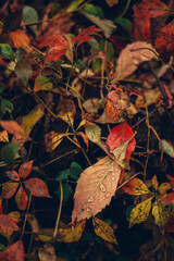 Bright autumn leaves