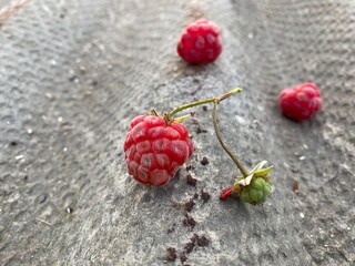 raspberry on a wooden background