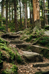 Stone stair in the forest