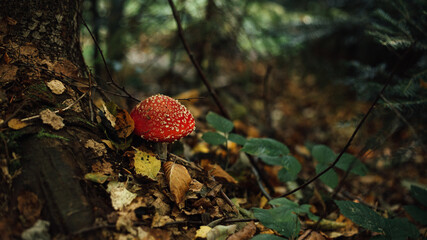 Amanita in fallen leaves