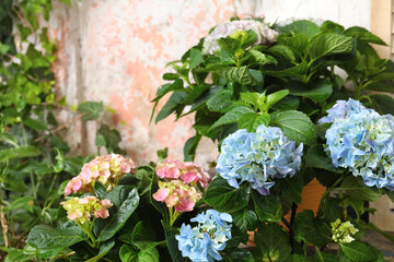 Beautiful hortensia plants with colorful flowers outdoors