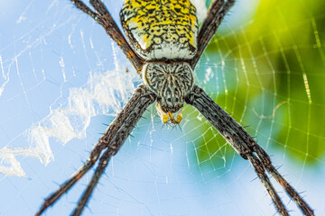 Close up Macro shot of Orb Web spider female on web