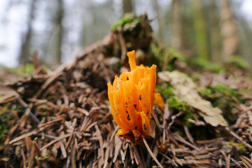 Calocera viscosa is a mushroom commonly known as Yellow stagshorn