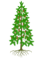Spruce tree with cones and roots on a white background.