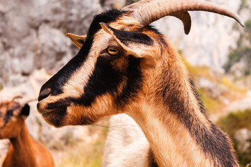 Cabra salvaje en la Ruta del Cares, Asturias, España