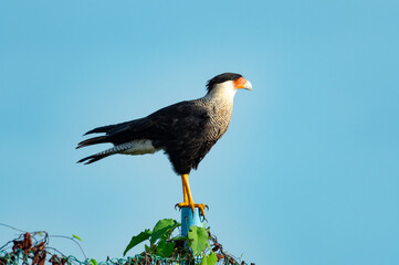 A Crested Caracara (Caracara plancus) perching on a chain link fence with blue sky.  A raptor perching on a post.