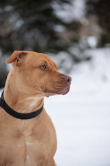 Portrait of a beautiful purebred American Pit Bull Terrier in the forest in winter.