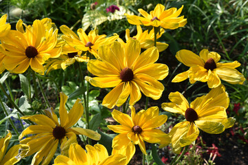 Rudbeckia jaune au jardin en été