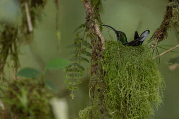 Grüner Schattenkolibri (Green hermit) breeding
Costa Rica