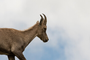 Stambecco giovane - Adamello