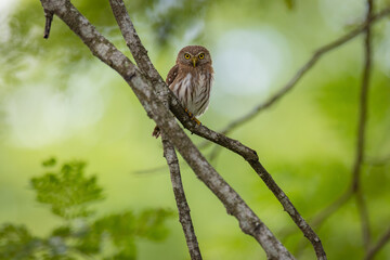 Brasilzwergkauz (Ferruginous pygmy owl)
Orotina, Costa Rica