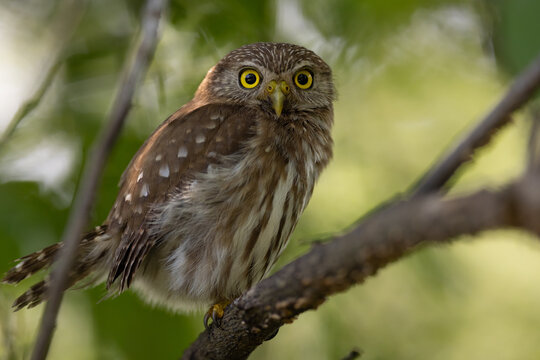 Brasilzwergkauz (Ferruginous pygmy owl)
Orotina, Costa Rica