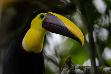 Fototapeta premium Swainson-Tukan (Chestnut-mandibled toucan)