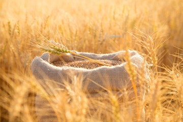 Canvas bag with wheat grains and mown wheat ears in field at sunset. Concept of grain harvesting in agriculture. © frolova_elena