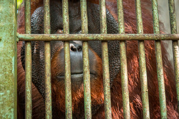 The male orangutan from the island of Borneo is very large - cage close up - obrazy, fototapety, plakaty