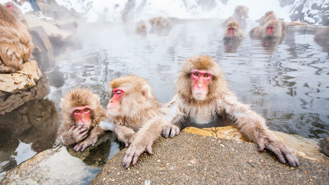 Group of snow monkeys sitting in a hot spring at Jigokudani Yaen-Koen, Nagano Prefecture, Japan.