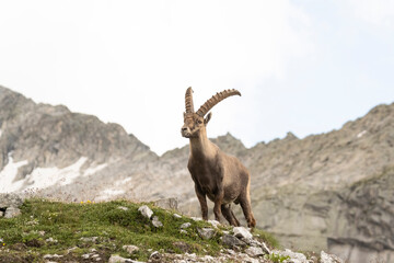 Stambecco adulto - Adamello