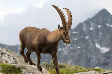 Stambecco adulto - Adamello