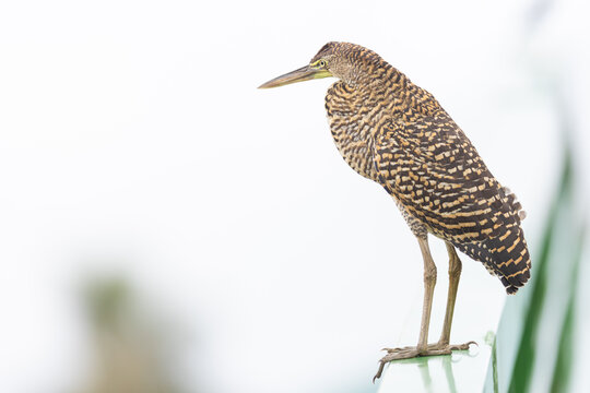 Marmorreiher (tiger heron)
Costa Rica