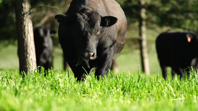 Stud Beef cows and calfs grazing on grass-fed pasture grass in Australia. eating hay and silage. breeds include speckled park, murray grey, angus and brangus.