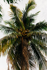 Fototapeta na wymiar Palm Trees tropical in South Florida