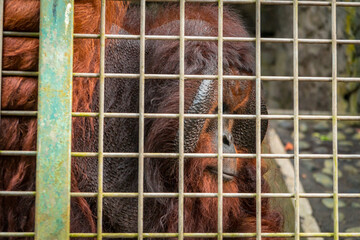 The male orangutan from the island of Borneo is very large - cage close up