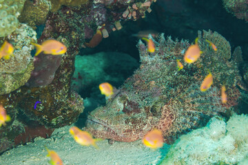 Naklejka na ściany i meble Fish of the Red Sea. Scorpionfish
