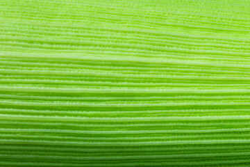 Green Corn leaf close up. Nature background,Natural fresh green corn cob skin texture- macro photography- nature abstract background.