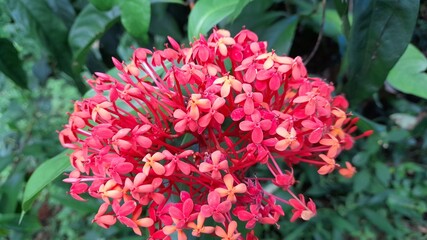 red and yellow flowers