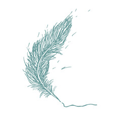 Vector hand drawn feather isolated on white background