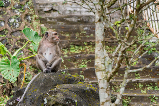 A group of monkeys in Mount Merapi National Park is
get together and relax during the day