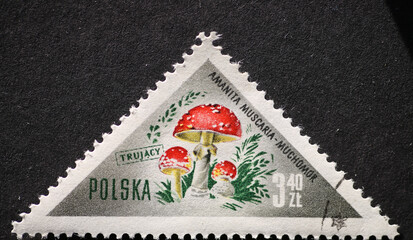 POLAND-CIRCA 1959 : A post stamp printed in Poland showing a Mushroom  .Amanita muscaria