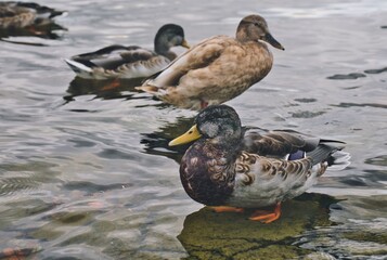 ducks on the water